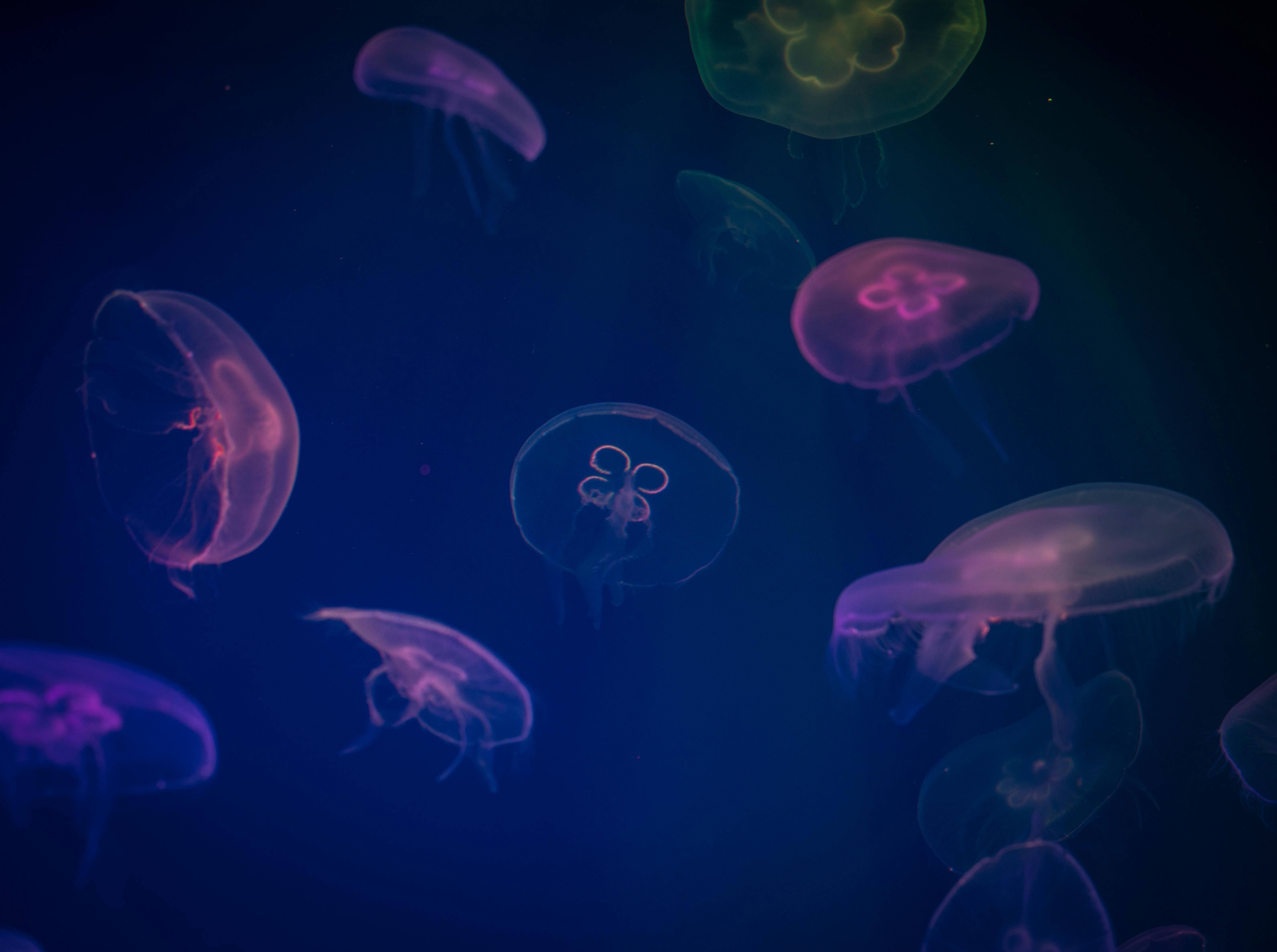 image of Des méduses dans l'espace