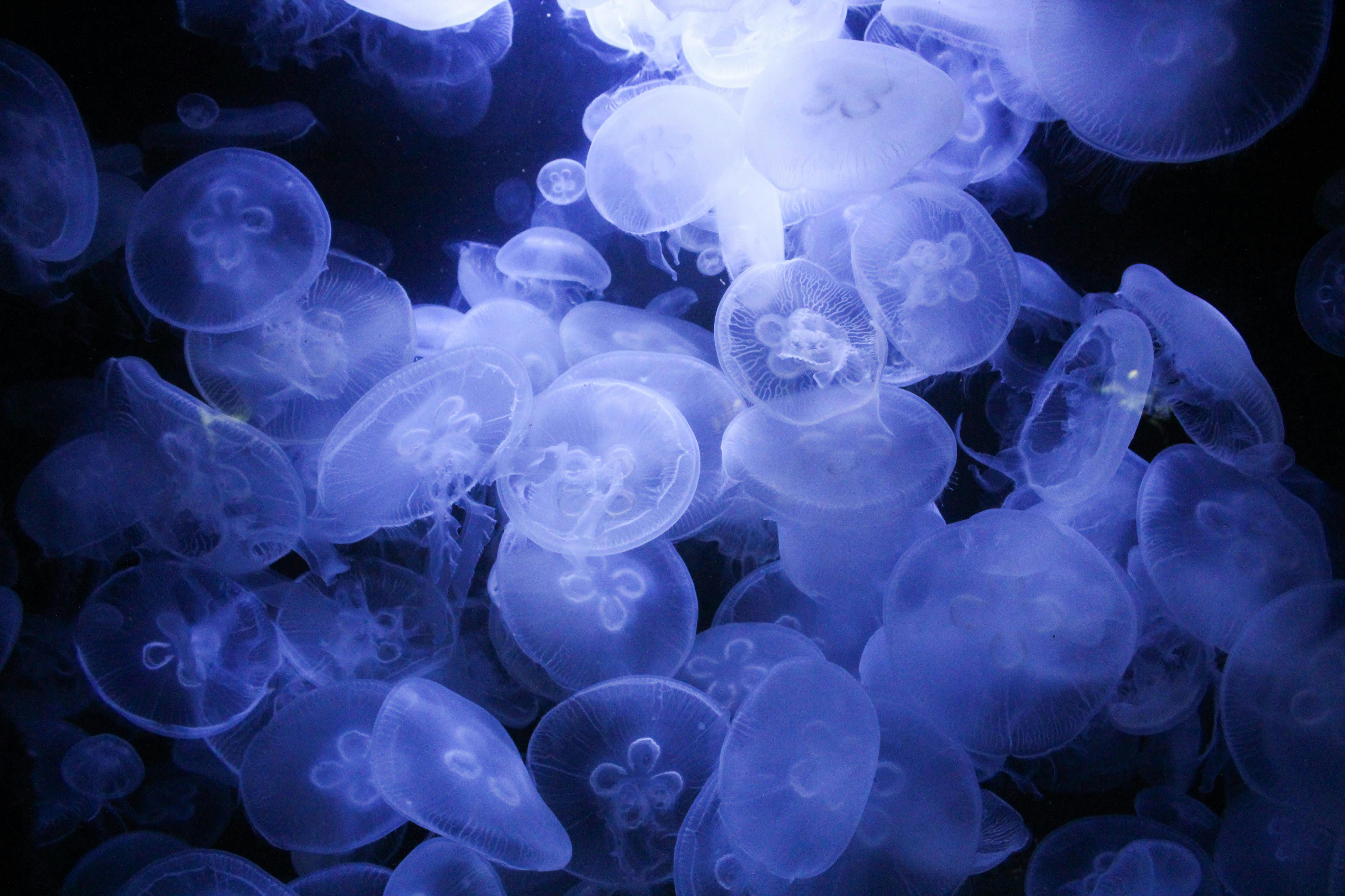 image of Méduses bioniques dans les fonds marins