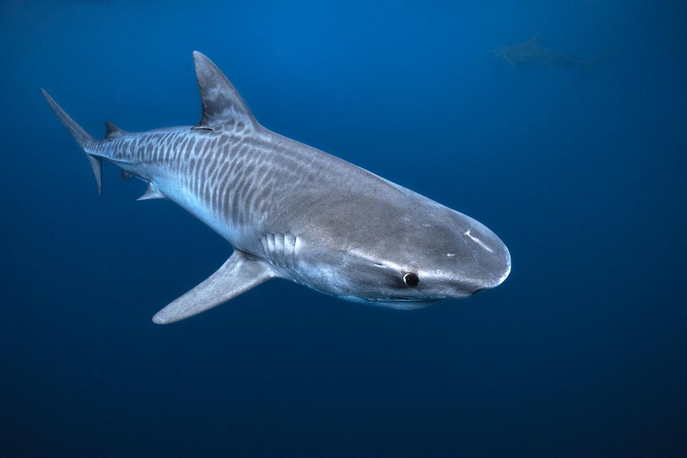 image of Naissance d'un requin tigre !