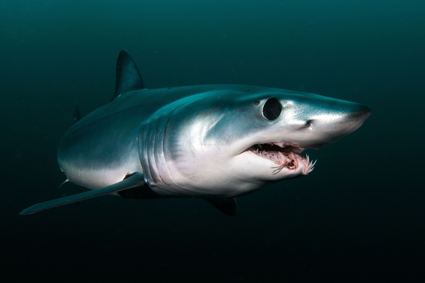 image of Nourissage des requins