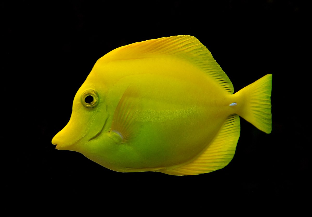 image of Pilou
