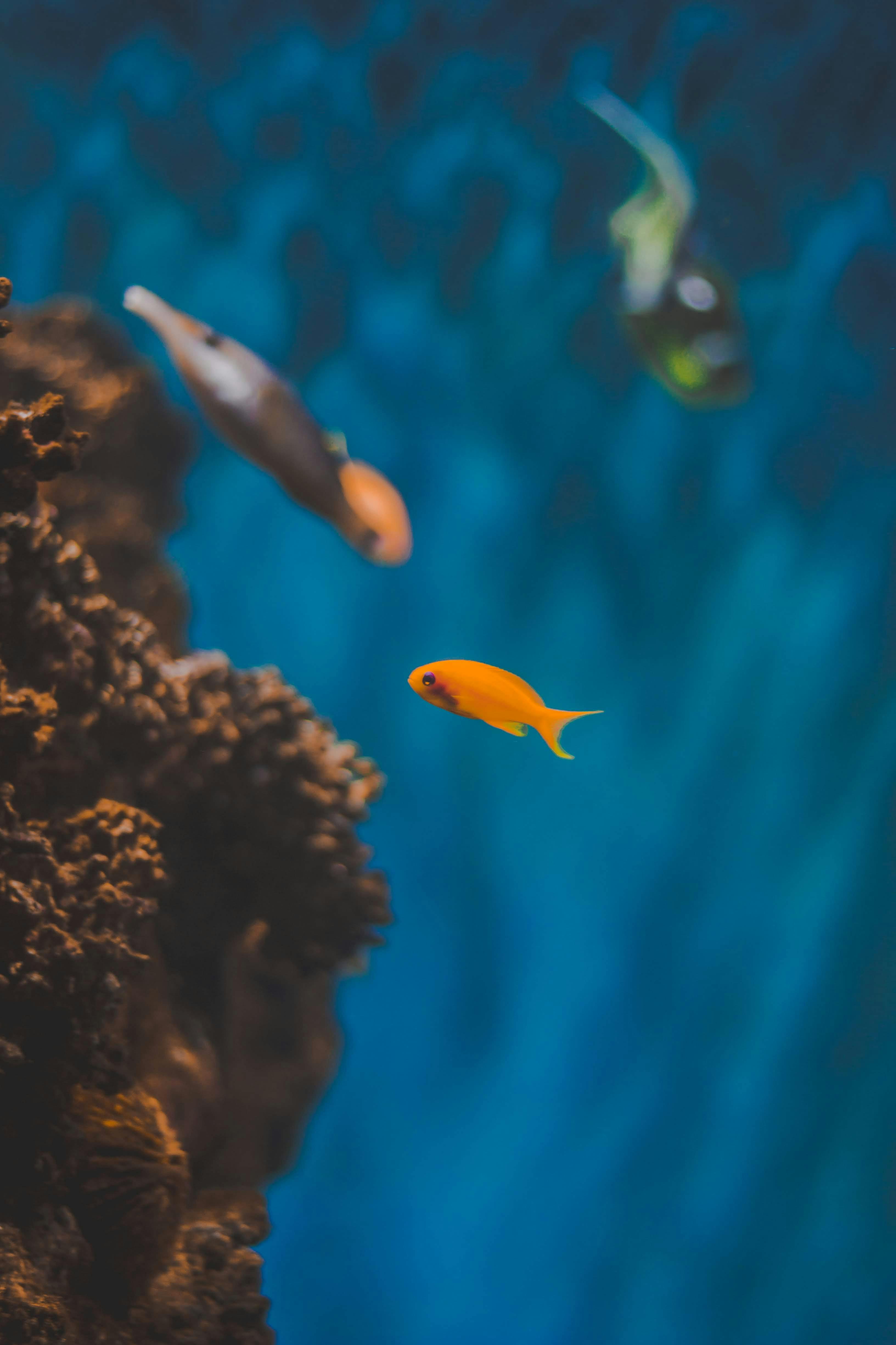 image of Apprendre la conduite au poisson rouge
